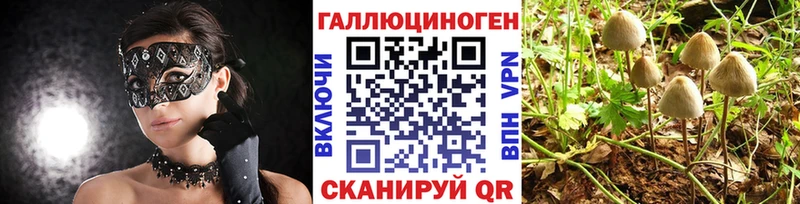 KRAKEN ссылка  Калач  Псилоцибиновые грибы Psilocybe 